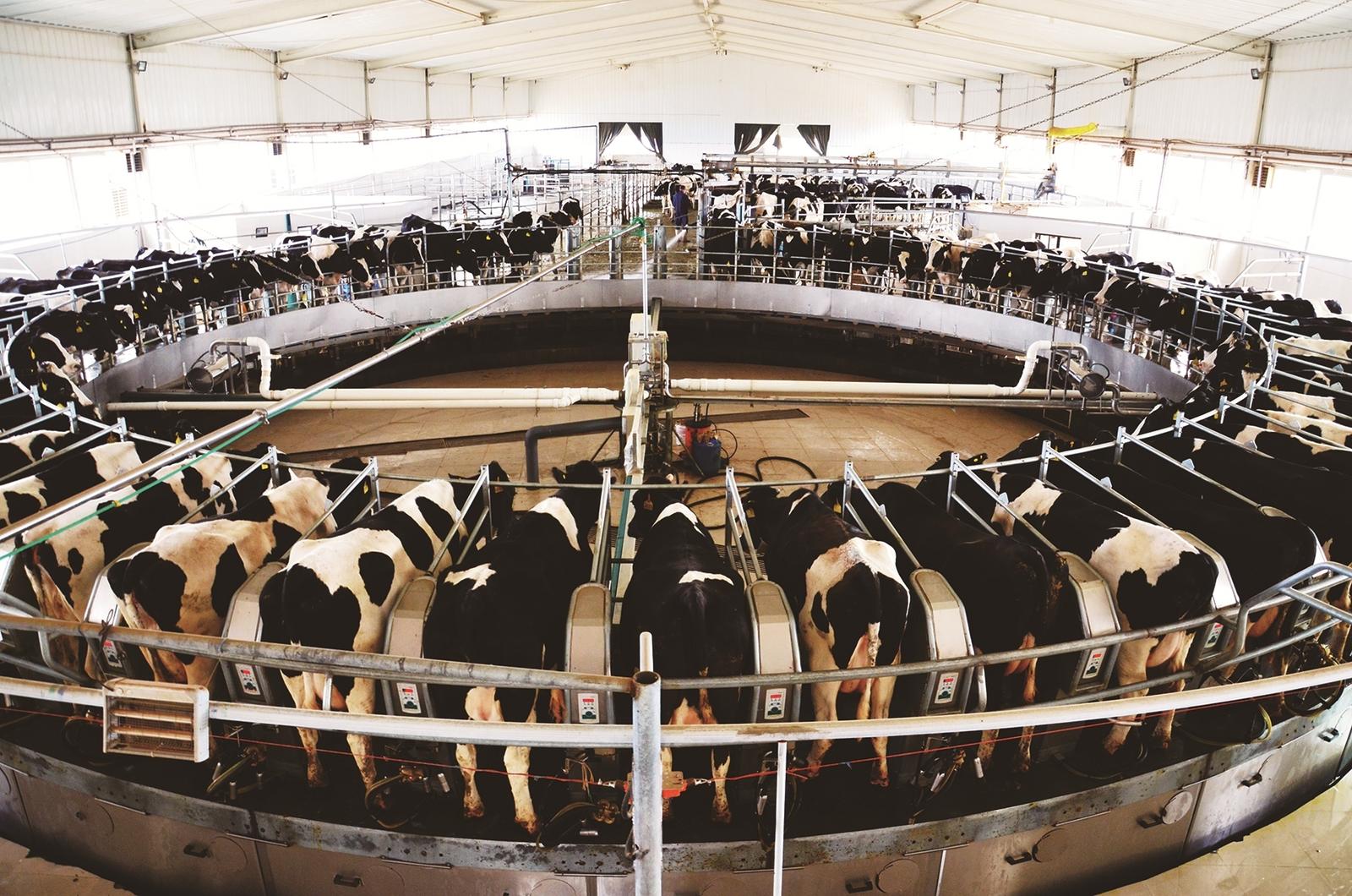 畜牧业不断发展壮大