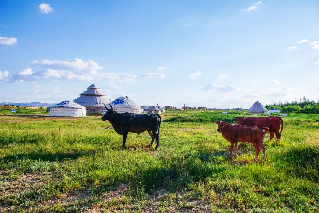 蒙古包园:高明志摄影 (7).jpg