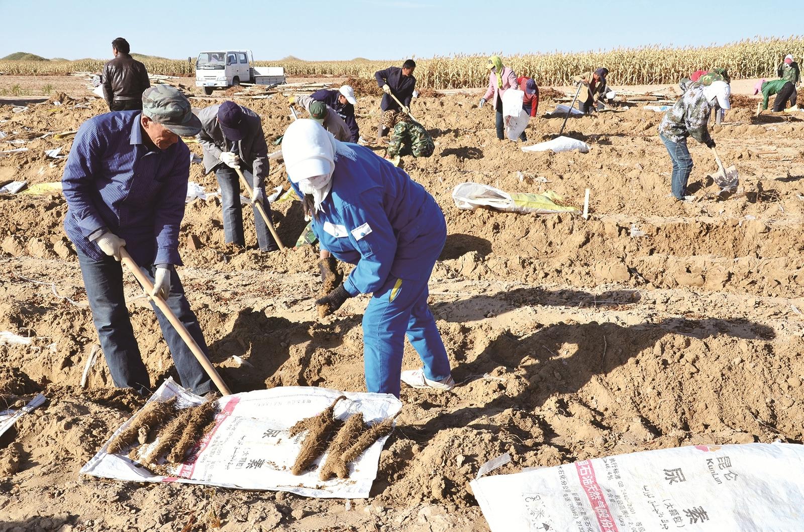 采挖沙漠山药