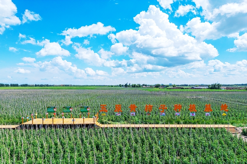 五原黄柿子种植基地 签约摄影师 张和平 摄