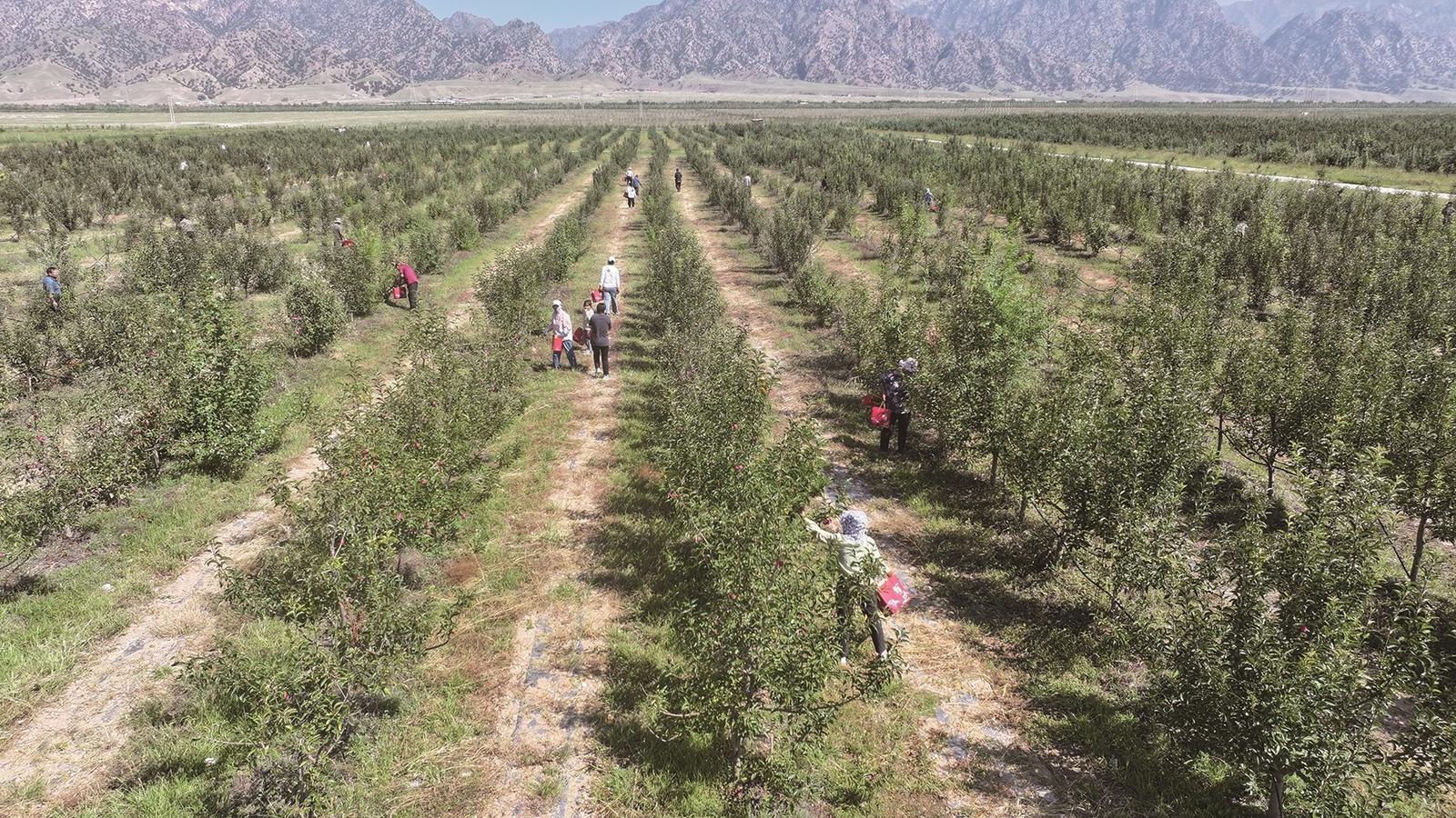白彦花镇林果产业园
