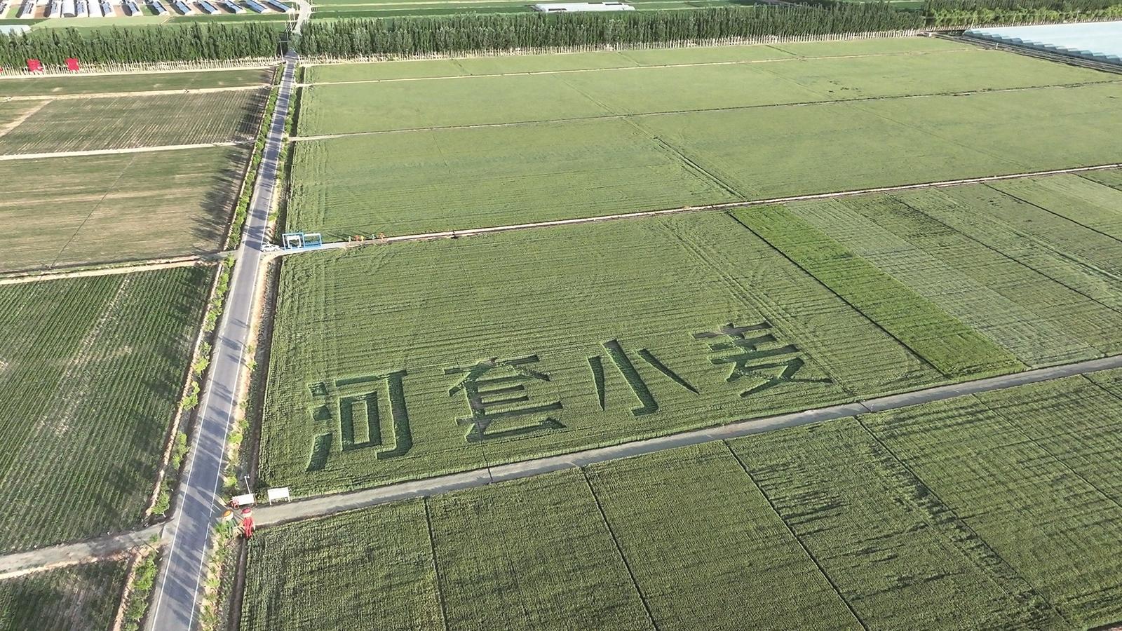 巴彦淖尔国家农高区“看禾选种”平台(资料图)