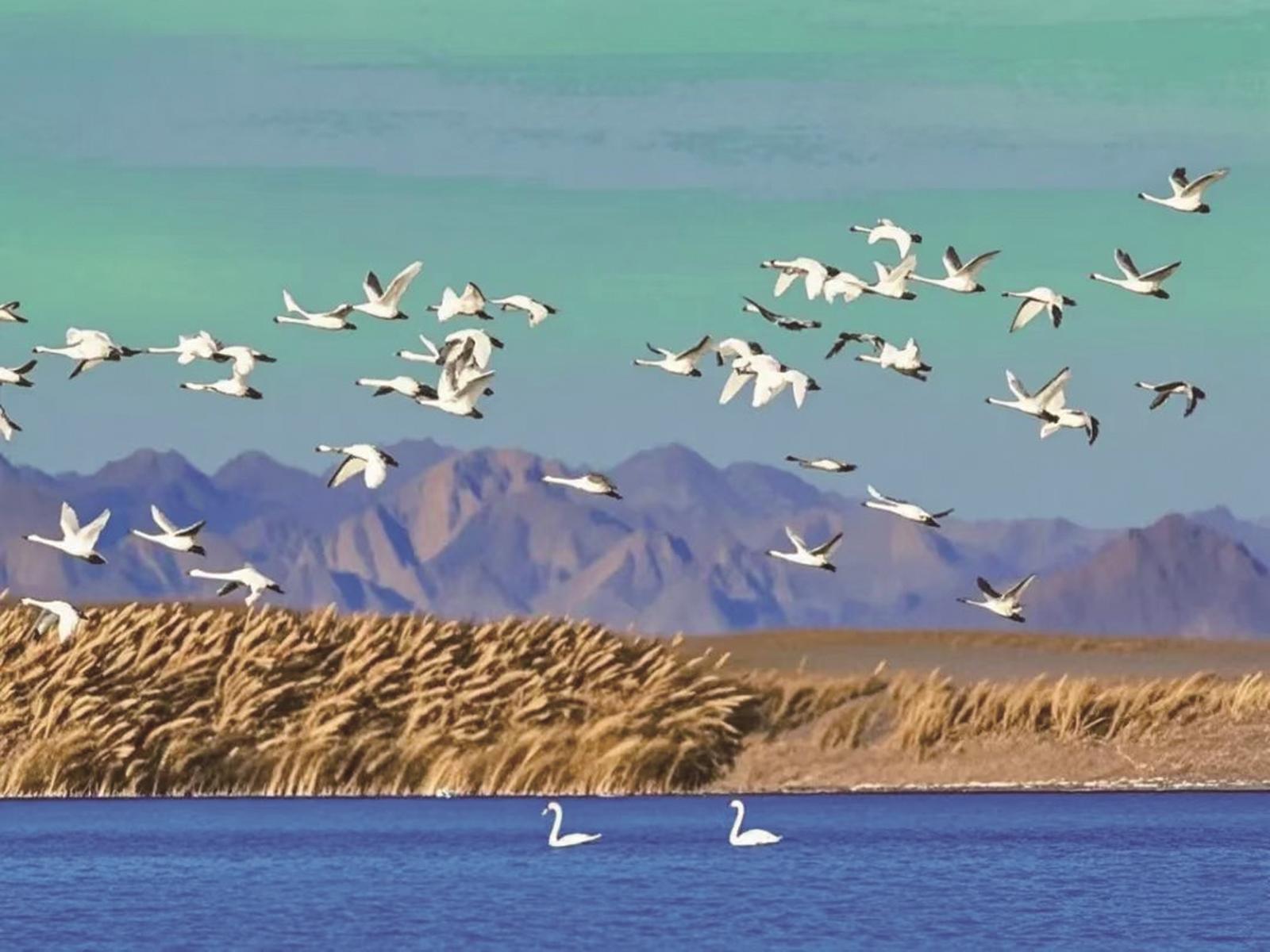 屠申泽湿地公园