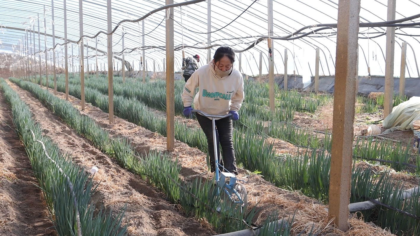 技术人员为大葱培土