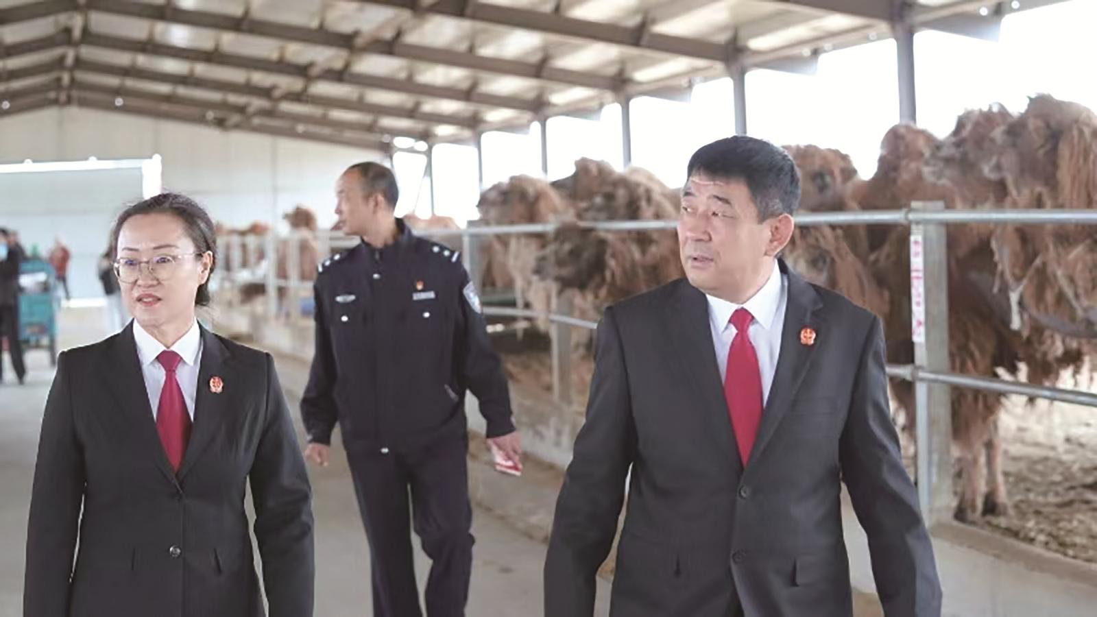 走访戈壁红驼养殖企业