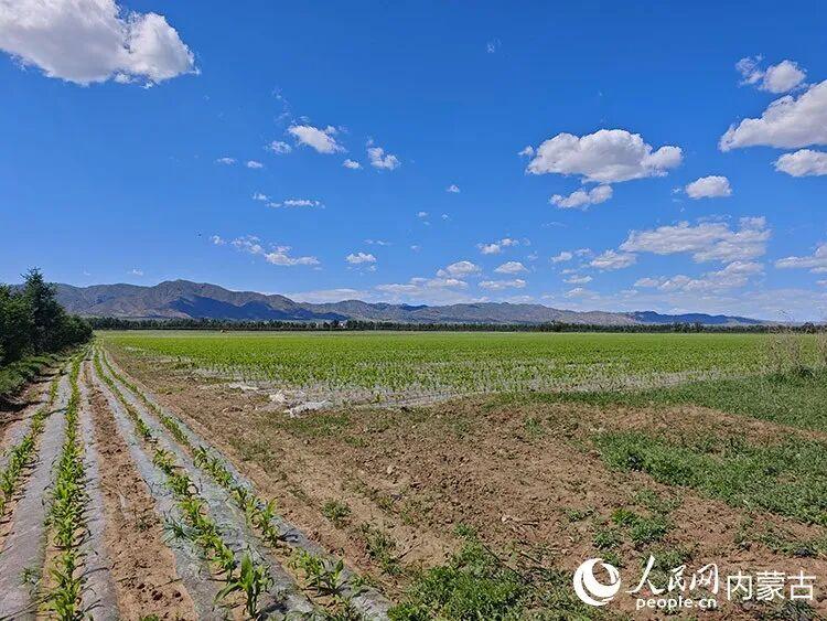 岱海周边农田“水改旱”，覆上地膜，使用节水技术种植。人民网记者 刘艺琳摄