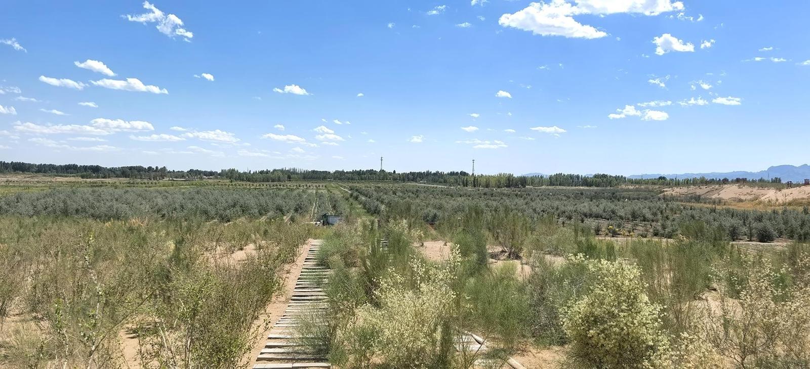 杭锦后旗乌兰布和沙漠综合治理示范区