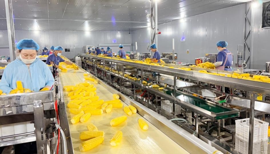 鲜食糯玉米加工车间