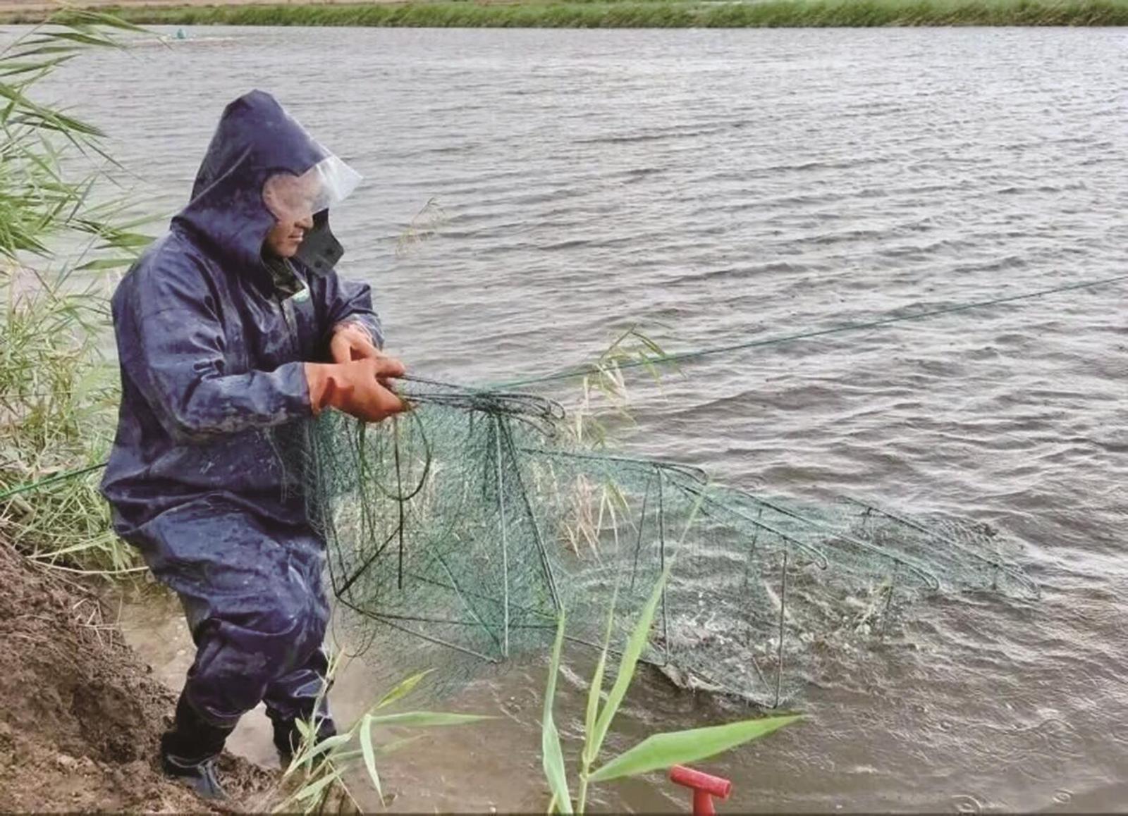 捕捞南美白对虾