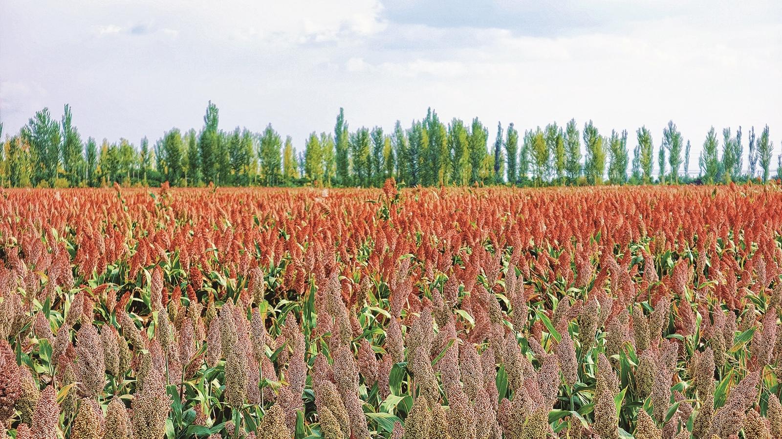 秋分时节,第九个“中国农民丰收节”如期而至。 签约摄影师 康彧 摄
